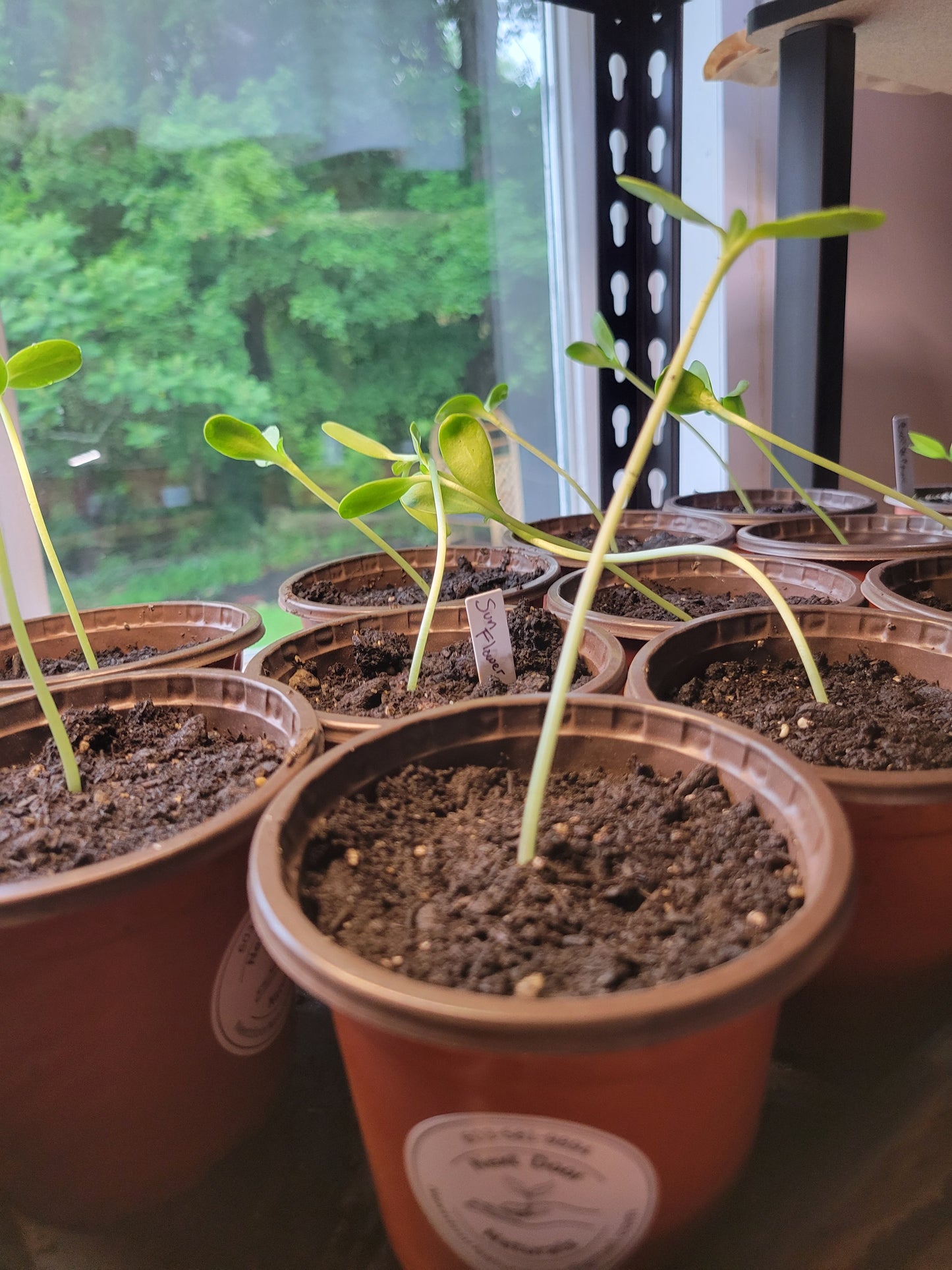 One Potted Plant Vegetable / Herb