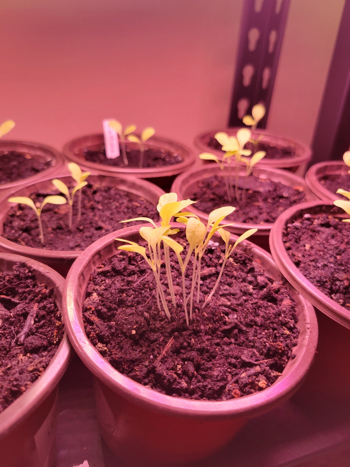 One Potted Plant Vegetable / Herb