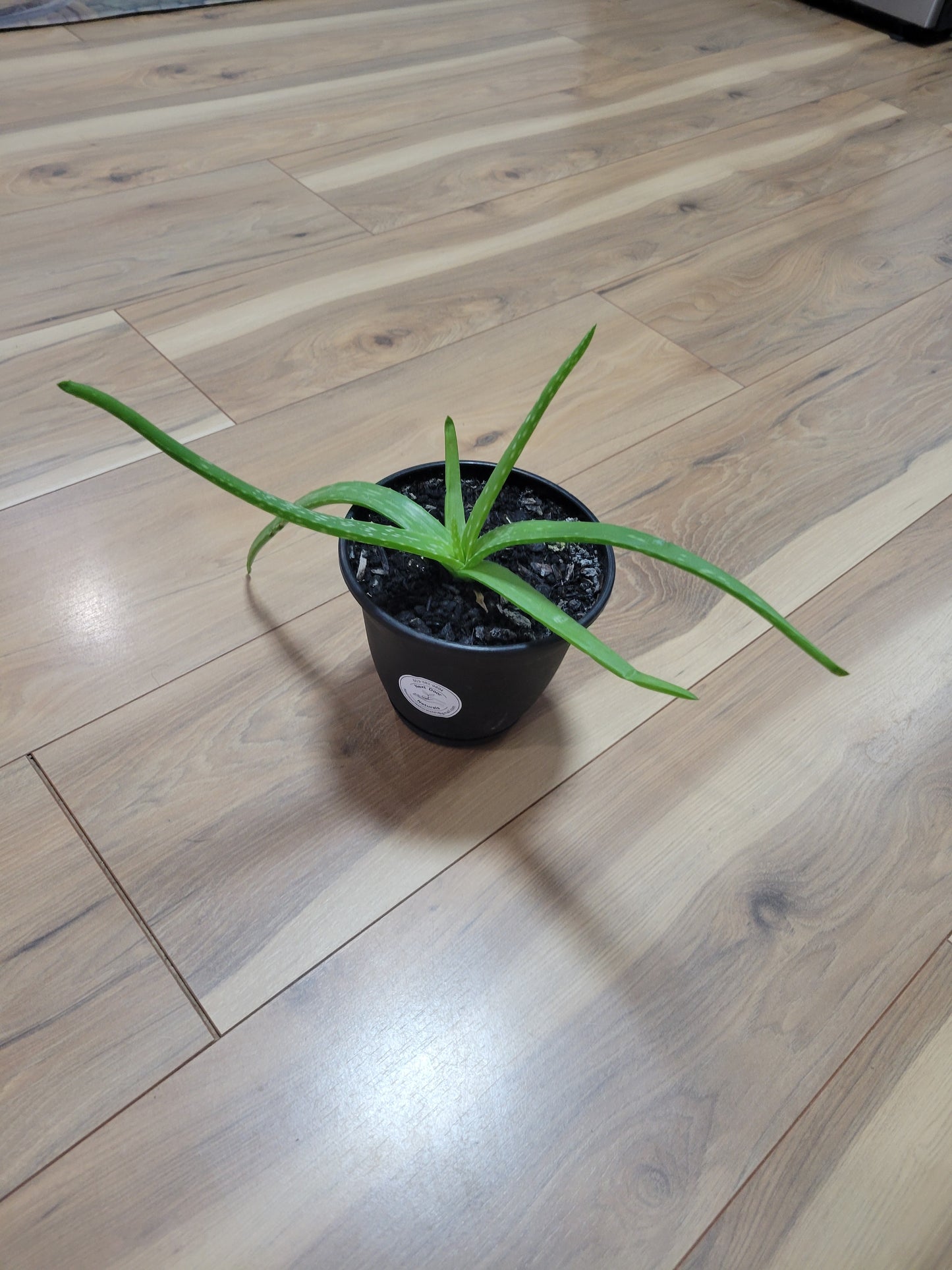 Aloe Potted Plant