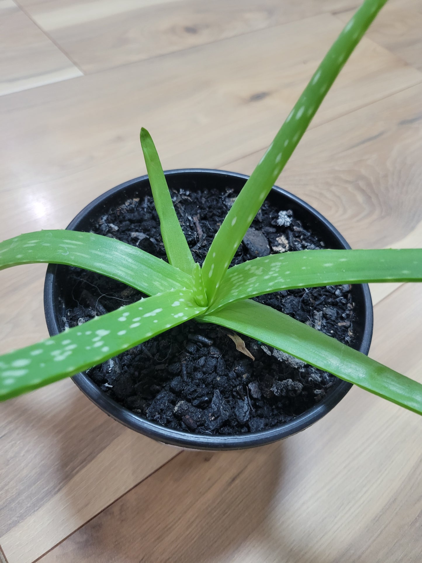 Aloe Potted Plant