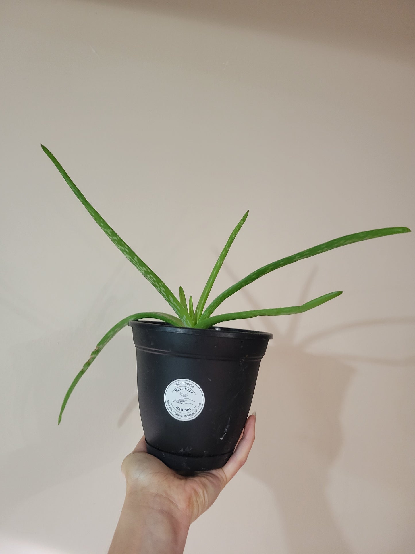 Aloe Potted Plant