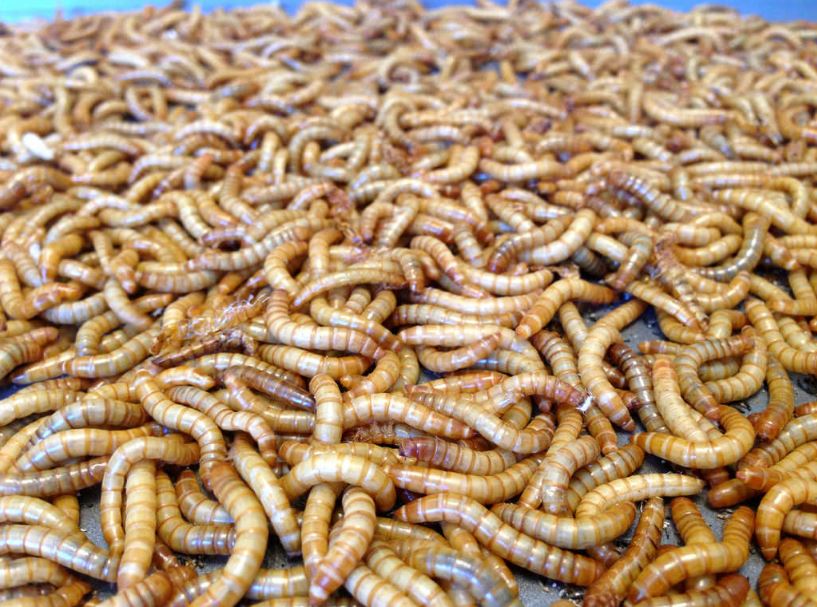 1000 ct. Mealworms