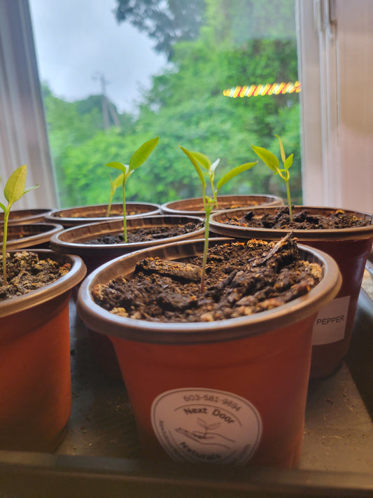 One Potted Plant Vegetable / Herb