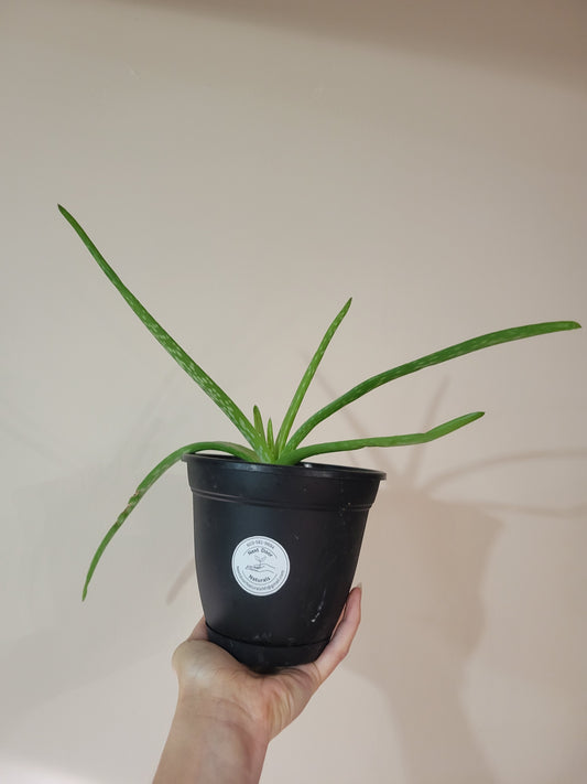 Aloe Potted Plant