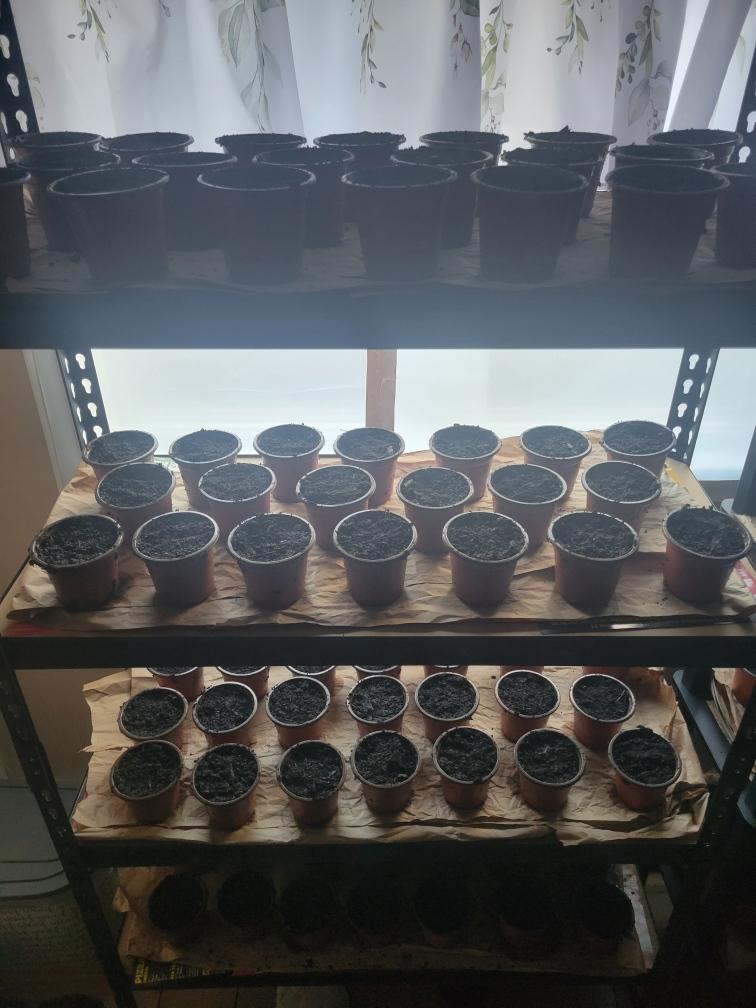 5 for $20 Plant Deal