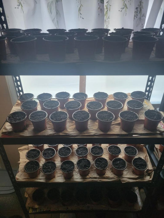 5 for $20 Plant Deal